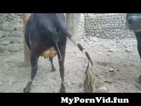Animal sex with animal videos in Coimbatore