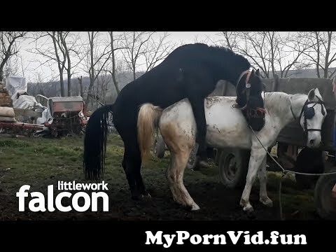Konj jebe ženu porno