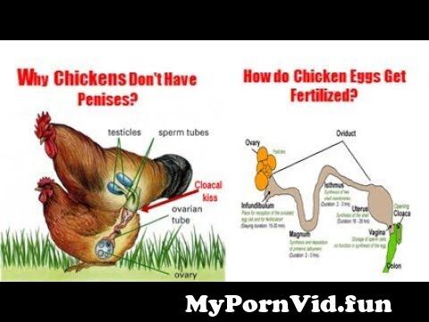 Vintage Chicken Boy Porn Piccolo - Vintage Chicken Boy Porn Tribe | Gay Fetish XXX