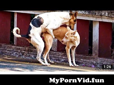 Dogs sex videos in Riverside