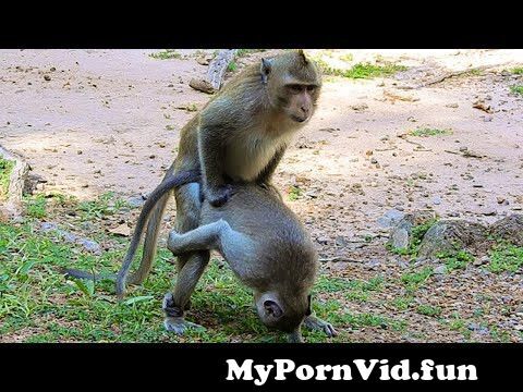 Monkey Videos / Zoo Zoo Sex Porn Tube / Most popular Page 1