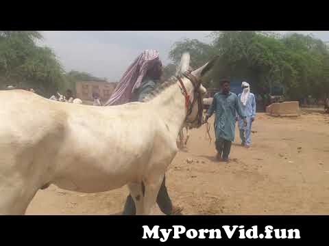 Porn with pony in Dar es Salaam