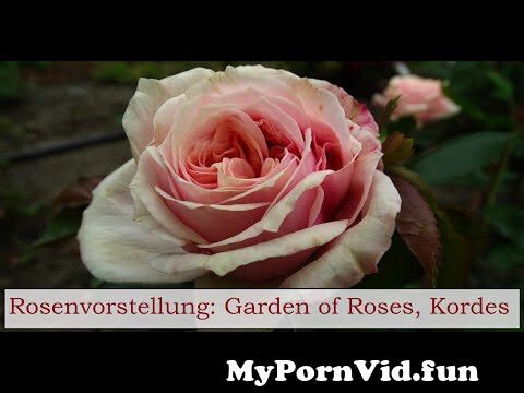- Gardenofroses OnlyFans Leaked Rose Alina Rose