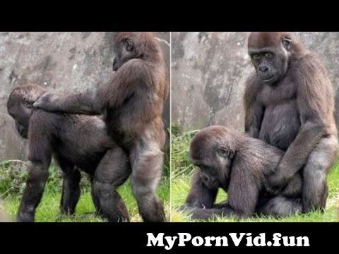 View Full Screen: amazing mating gorilla subscribe my channel plzz friends and like.jpg