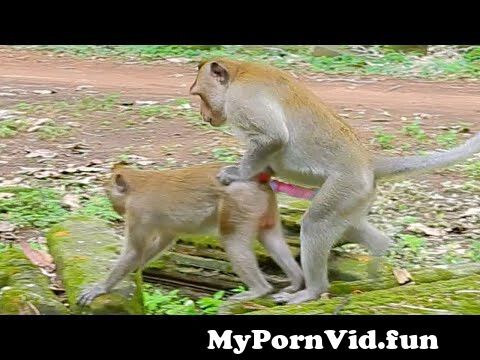 View Full Screen: adult monkeys mating so good between two stone funny monkeys.jpg