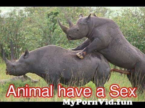 480px x 360px - How the animal have sex in the jungle (Part 1) from www xxx covxx jungle  janwar sex girl firs Watch Video - MyPornVid.fun