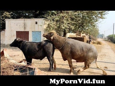 Hybrid Buffalo Meeting | Natural Animal Meeting video 2022 | bull and  Buffalo Meeting from bhens ki chudai Watch Video 