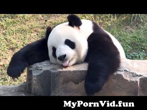 Panda xxx videos