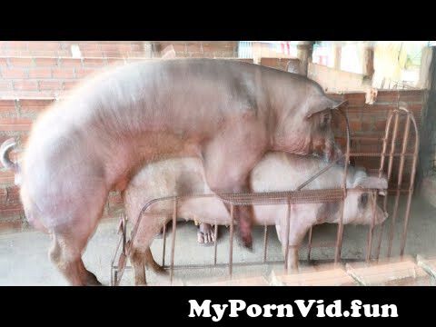 Boar Fuck Seks Xxx Video