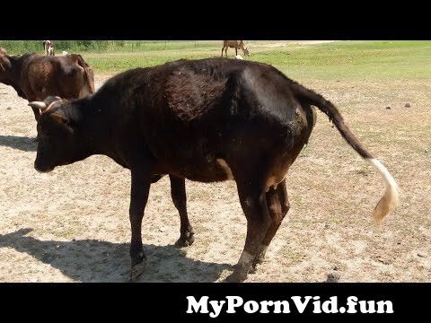 Animals And Man Sex Video S - Amazing Man Meeting Cow | Village Animals | from cwo man xxx schoo Watch  Video - MyPornVid.fun