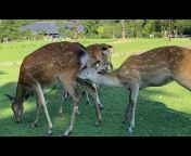 Sacred Nara Deer Addict