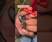 Animals KSA - حيوانات السعودية