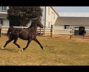 Five Phases Farm Horses For Sale