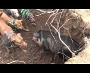 Boar Hunting For Life