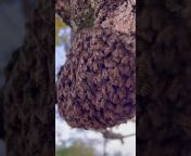 beekeeping Kashmir