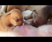 Puppy Puppy-Love