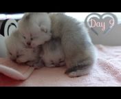 Berry Kittens