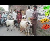 Pet Lover Pakistan