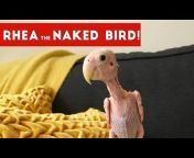 Funny Pet Videos