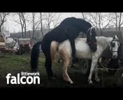 Porno s konjima