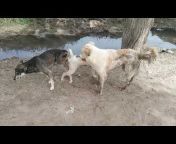 Dogs Saxxi Video - à¤¡à¥‰à¤— à¤¸à¥‡à¤•à¥à¤¸ Videos - MyPornVid.fun