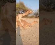 Desert animals