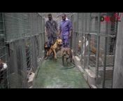 Dog Tv Kenya