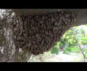 Japanese natural beekeeping
