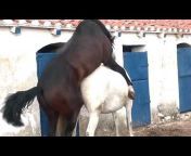 Os Melhores - Vídeos de Cavalos