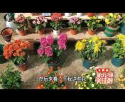 峰哥爱花卉