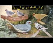 Azeem Birds Wala
