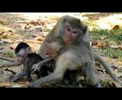 Monkey Cambodia