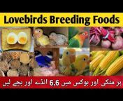 Mujeeb Birds Breeding