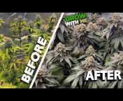 How Weed Grow at Home - Indoor Cannabis Tutorials