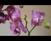 Анна Румянцева и орхидеи