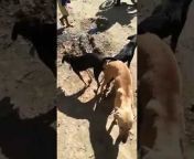 Dog Breeding