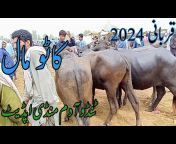 Sindhi Cattle Market