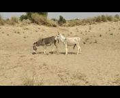 MP4 donkey animals