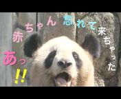(ぽめぱん)Panda Channel by pomeranian film
