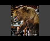Stray Bear - Topic