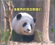 花花熊猫乌托邦Huahua Panda Utopia