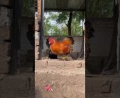 Wazir Poultry Farm Nagrota Jammu