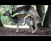 UK Deer, Wildlife And Nature