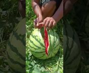 Watermelon Farm