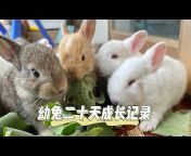 嘟嘟养兔Dudu‘s rabbit
