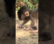 Monkey Baby TV