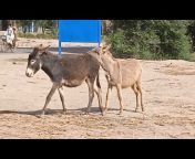 Donkey Power