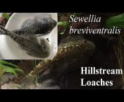 Freshwater Ichthyology
