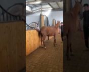 Horses Video
