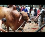 Dhaka Qurbani Cattle
